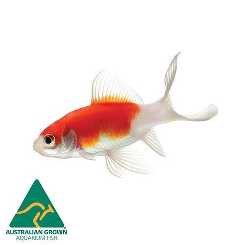 Fish L Comet 5cm Red & White - Woonona Petfood & Produce