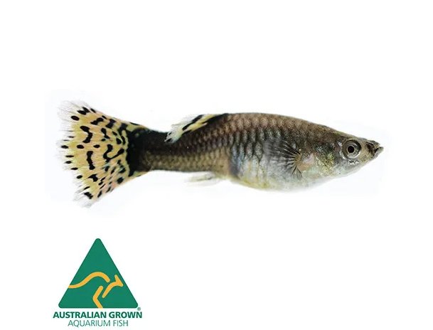 Fish L Feeder 3cm - Woonona Petfood & Produce