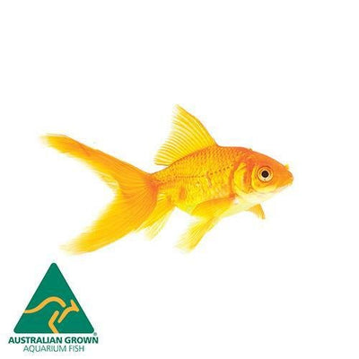 Fish L Gold Comet 5cm
