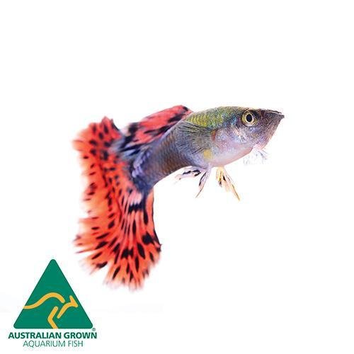 Fish L Guppy 3.5cm - Woonona Petfood & Produce