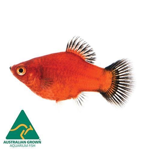 Fish L Platy 4cm - Woonona Petfood & Produce