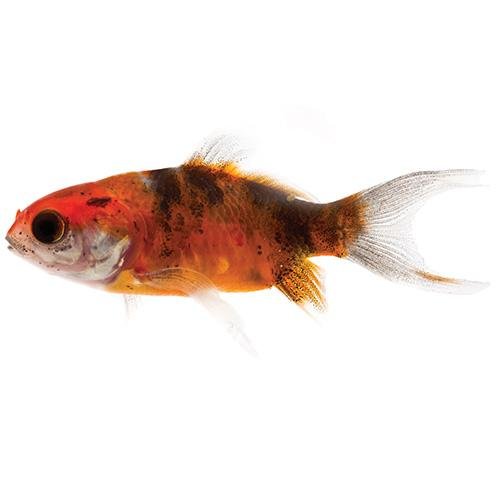 Fish L Shubunkin 5cm - Woonona Petfood & Produce