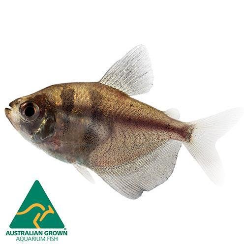 Fish L Tetra Black Widow 3.5cm - Woonona Petfood & Produce