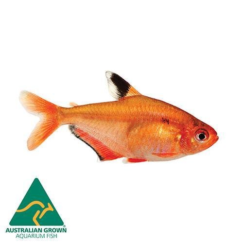 Fish L Tetra Serpae 3.5cm - Woonona Petfood & Produce