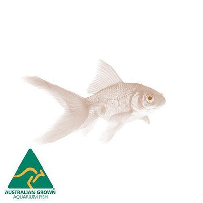 Fish L Uncoloured Goldfish 5cm - Woonona Petfood & Produce