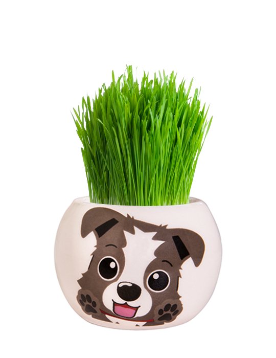 Grass Grow Kit Puppy Border Collie - Woonona Petfood & Produce