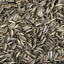 Grey Striped Sunflower Avigrain - Woonona Petfood & Produce