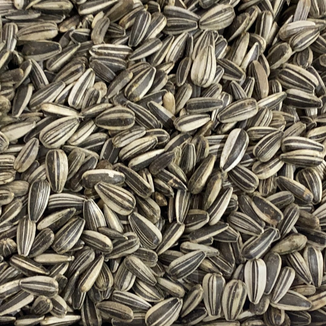 Grey Striped Sunflower Avigrain - Woonona Petfood & Produce