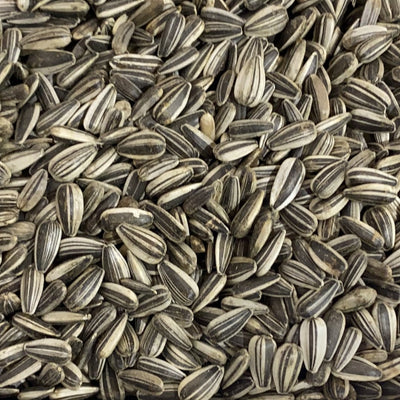 Grey Striped Sunflower Avigrain per