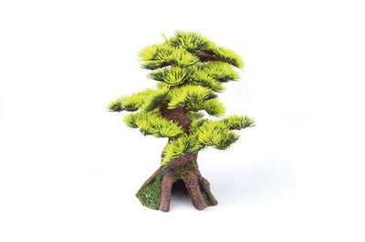 Kazoo Bonsai Plant