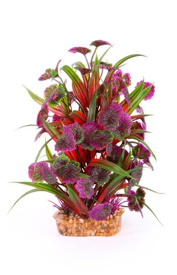 Kazoo Combo Plants Thin Leaf With Maroon Flower - Woonona Petfood & Produce