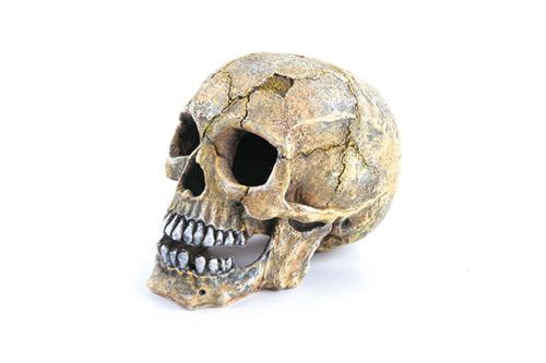 Kazoo Skull - Woonona Petfood & Produce