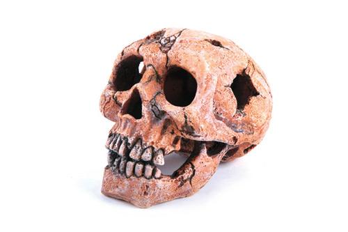 Kazoo Skull Medium - Woonona Petfood & Produce