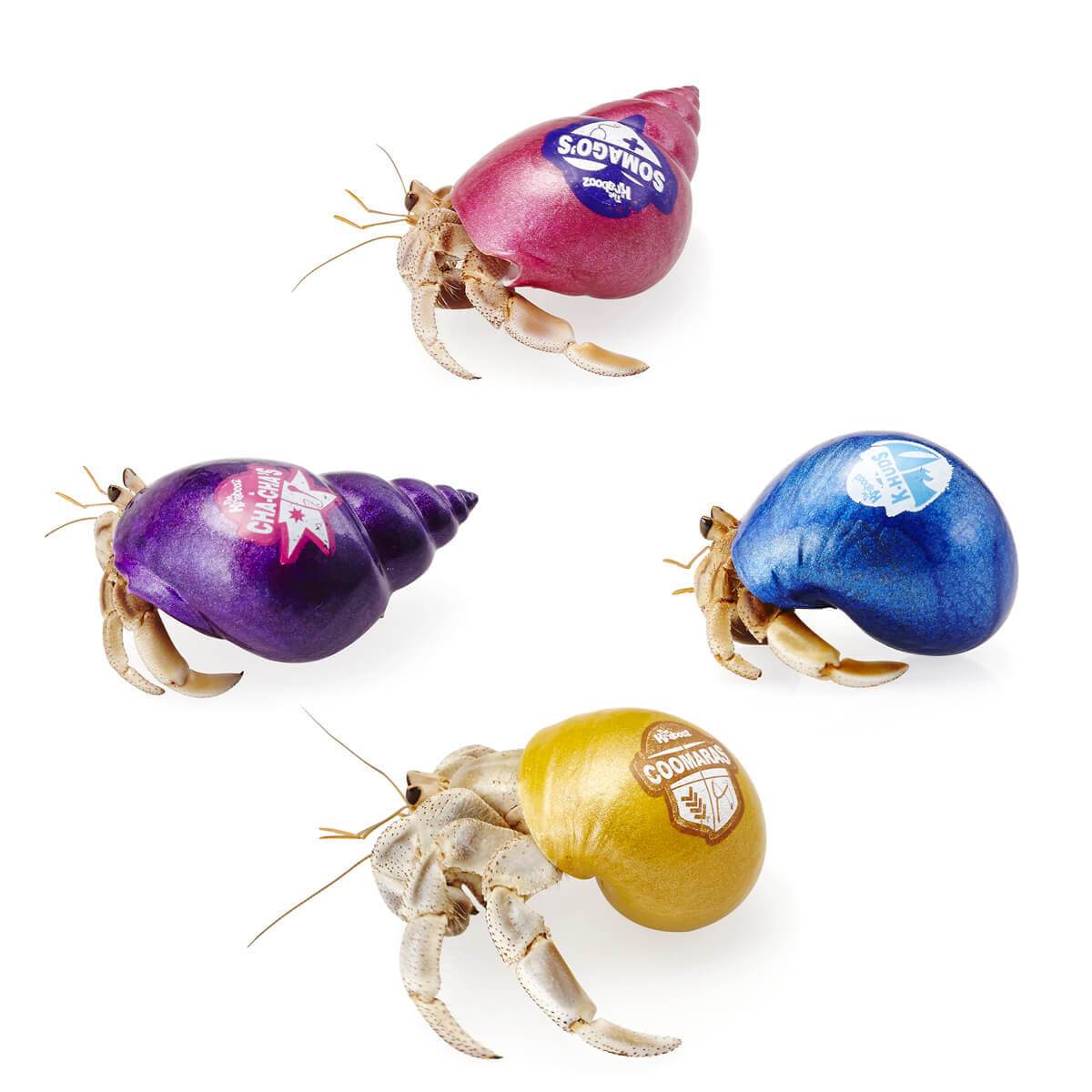 Krabooz Hermit Crabs Coloured Small - Woonona Petfood & Produce