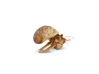 Krabooz Hermit Crabs Small Natural - Woonona Petfood & Produce