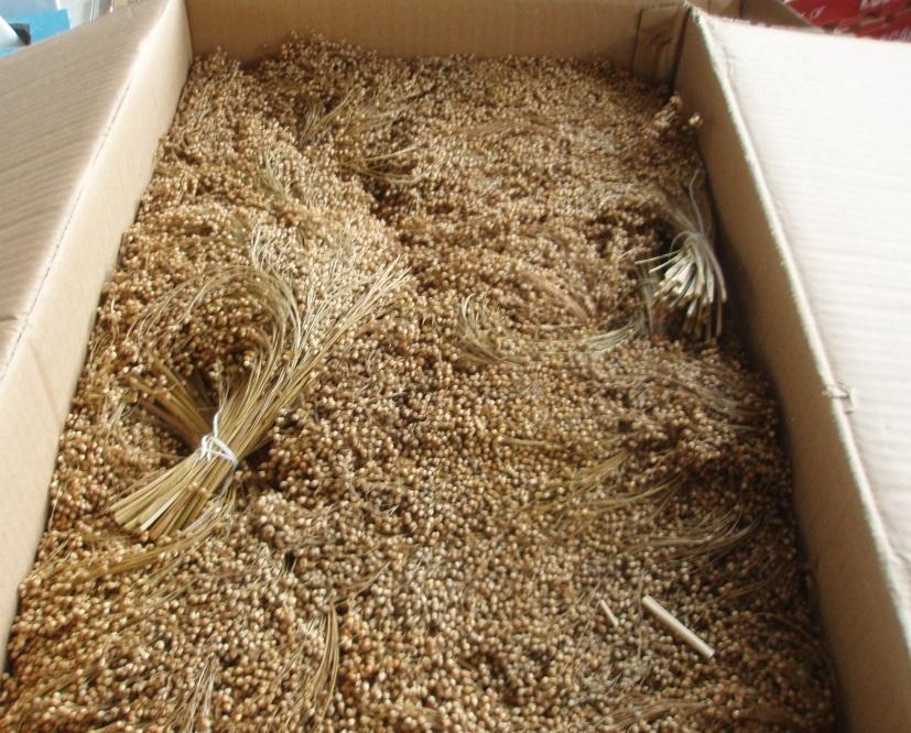 Millet Spray Bulk - Woonona Petfood & Produce