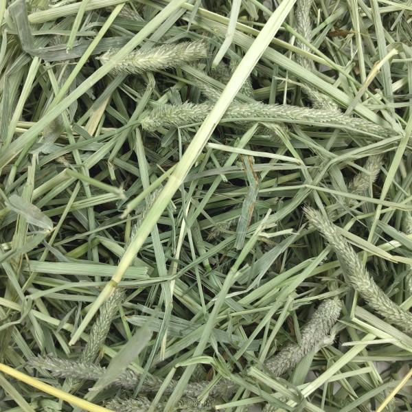Oxbow Western Timothy Grass 4kg - Woonona Petfood & Produce