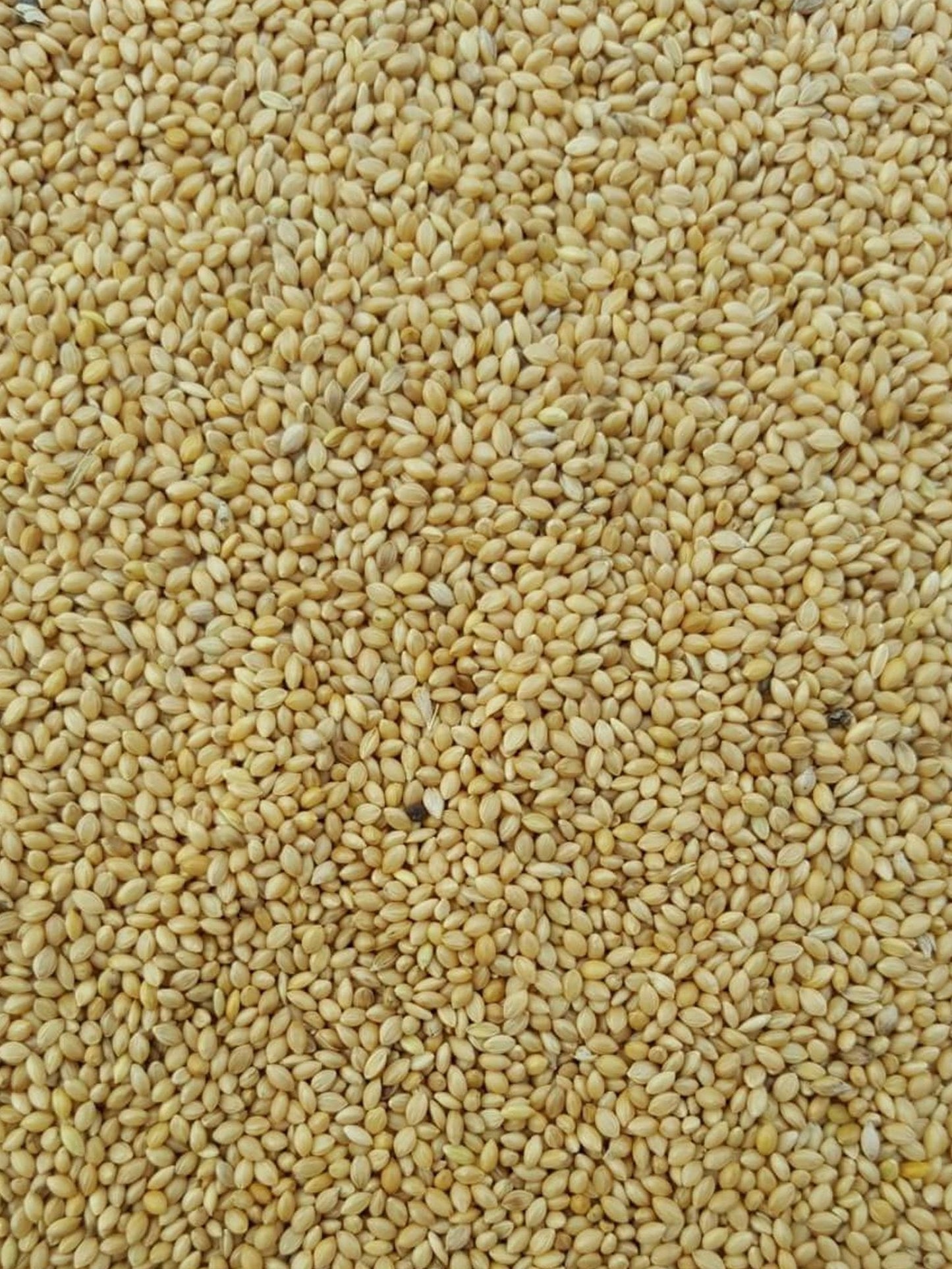 Panicum - Woonona Petfood & Produce