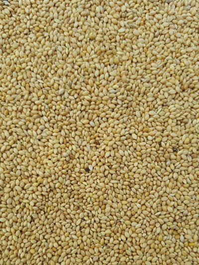 Panicum per