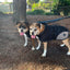 Pet One Dog Coat Night Walker Quick Clip Black Charcoal - Woonona Petfood & Produce