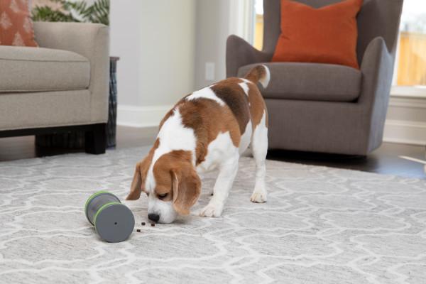 Petsafe Kibble Chase Roving Treat Dispenser - Woonona Petfood & Produce