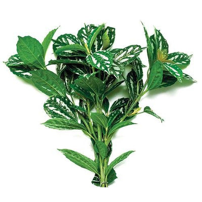 Plant Live - Aluminium