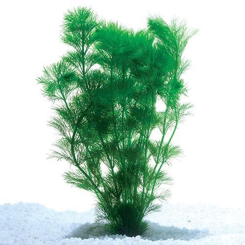 Plant Live - Ambulia - Woonona Petfood & Produce