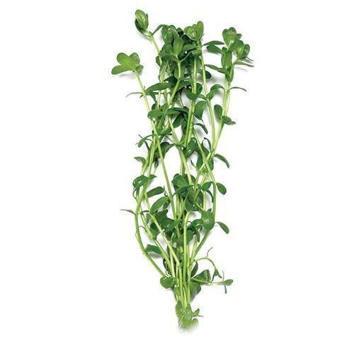 Plant Live - Baby Tears - Woonona Petfood & Produce