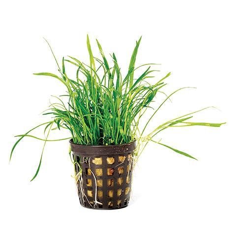 Plant Live - Lilaeopsis Pot - Woonona Petfood & Produce