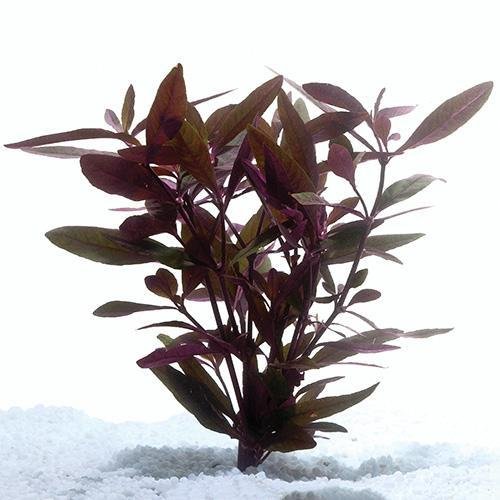 Plant Live - Mauve Stricta - Woonona Petfood & Produce