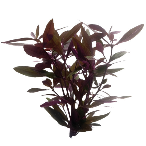 Plant Live - Mauve Stricta - Woonona Petfood & Produce