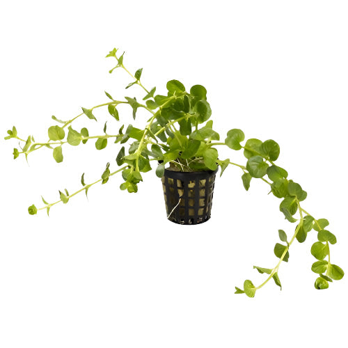Plant Live - Pennywort Green - Woonona Petfood & Produce