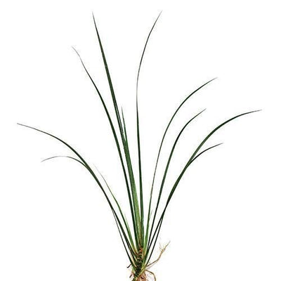 Plant Live - Rush Varigated