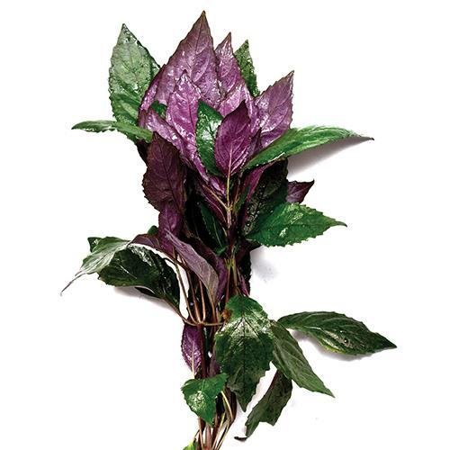 Plant Live - Temple Purple - Woonona Petfood & Produce