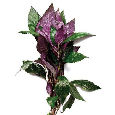 Plant Live - Temple Purple