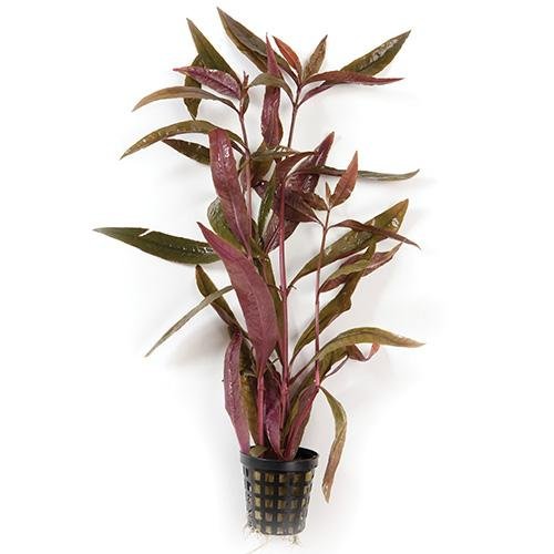 Plant Live - Violet - Woonona Petfood & Produce