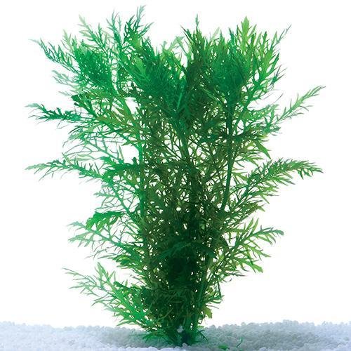 Plant Live - Wisteria - Woonona Petfood & Produce