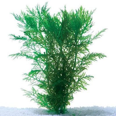 Plant Live - Wisteria