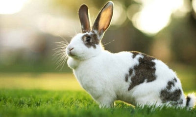 10 facts about rabbits! - Woonona Petfood & Produce