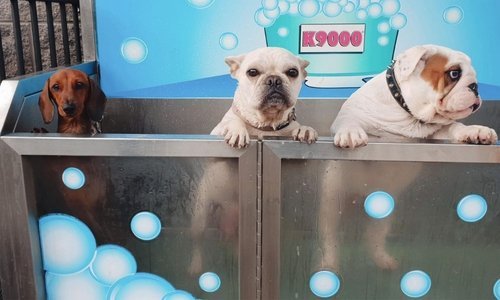 10 reasons why pet parents love the Woonona Petfood dog wash - Woonona Petfoods
