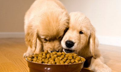 The Best Dog Food for Sensitive Stomachs: What to Look For
