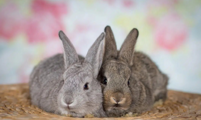 Why Social Time Is Crucial for Small Pets