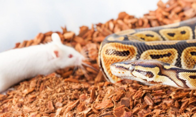 Live feeding vs pre-packaged: What’s best for your reptile