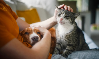 Pet Ownership in Australia Continues to Grow Amid Rising Costs