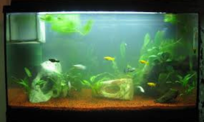 Troubleshooting cloudy water in your aquarium