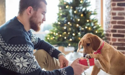 Holiday shopping for pets: Finding the perfect gift for your furry, feathered, and scaly friends