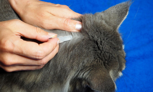 Parasites in Winter: Why Your Pet Still Needs Protection Year-Round