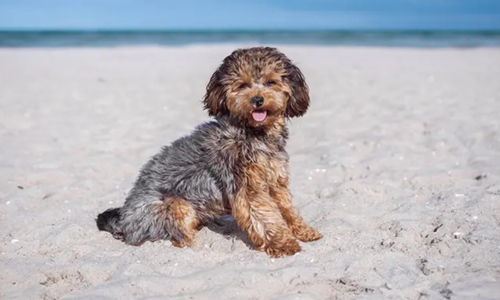 Most Popular Small Dog Breeds in Australia