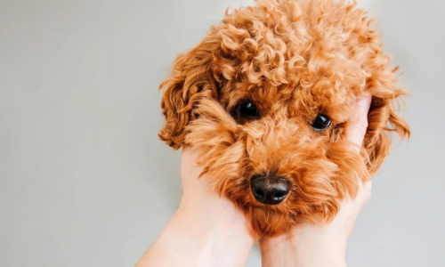 Best Pets for People With Allergies