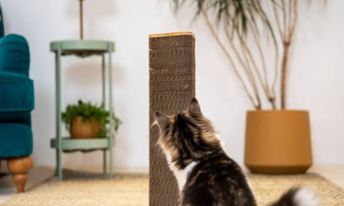 Do Cats Need a Scratcher? Why Every Cat Should Have One